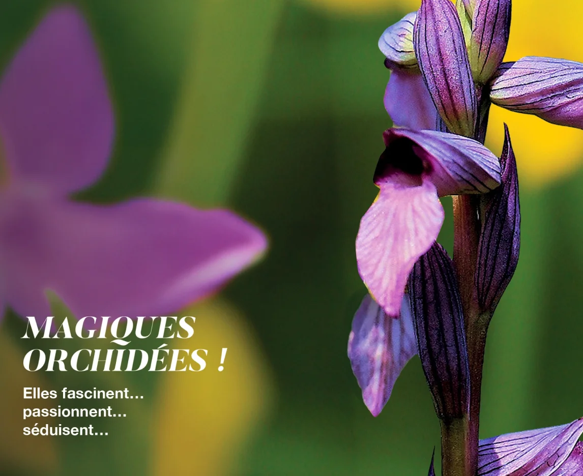 Support print sur le thème de l’orchidée