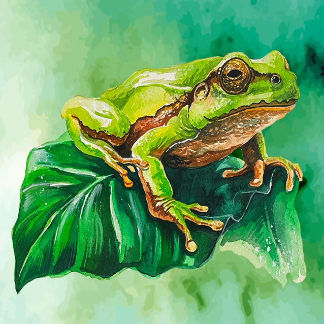 Illustration à l’aquarelle d’une grenouille