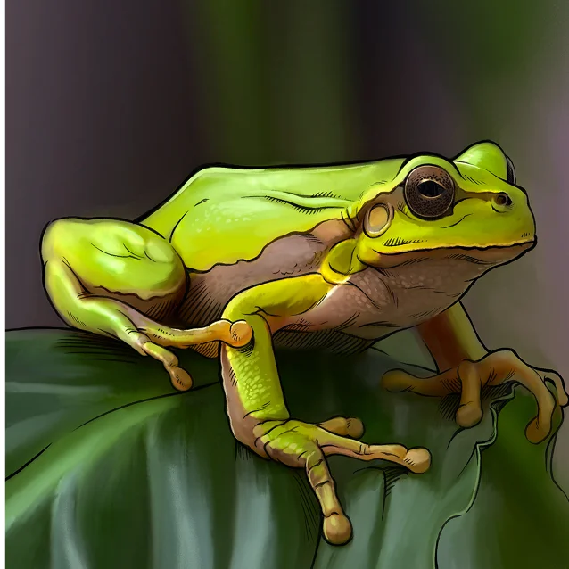 Illustration digitale d’une grenouille